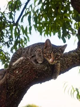 Curious Tabby Kitten Resting on a Tree Branch Stock Photos