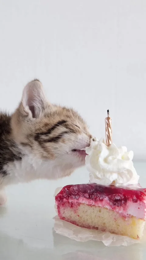 A curious tabby kitten sniffing a slice of fruit cake with white cream and a lit Stock Footage 342527634