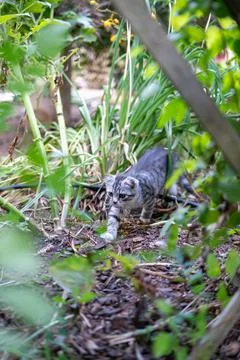 Curious tabby kitten stalking through a lush green garden. Stock Photos