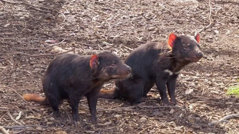 Curious Tasmanian Devils In Tasmania, Australia - Wide Shot 스톡 동영상 333661949