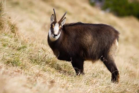 Curious tatra chamois looking while eating on dry meadow in Carpathian mountains Stock Photos