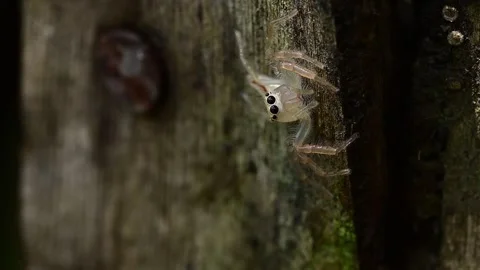 Curious Telamonia dimidiata jumping spider moving across natural wooden Stock Footage 336181953