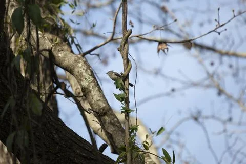 Curious, Territorial Tufted Titmouse Bird Stock Photos