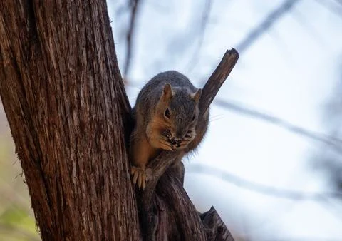 Curious Texas fox squirrel looking for food. Stock Photos