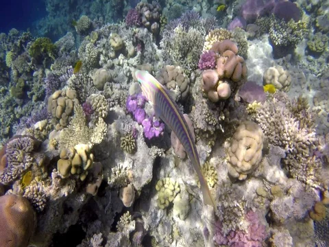 Curious Thalassoma Cluntsinger checked the camera Video stock 73764401