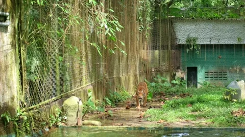 Curious tiger walking and observing near water in large enclosure Video stock 339796112