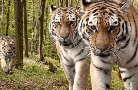 Curious tigers in the forest Stock Photos