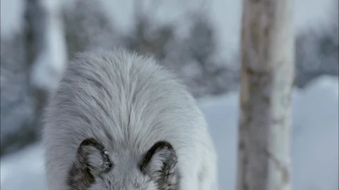 Curious timber wolf walking in the snow Stock Footage 113232667