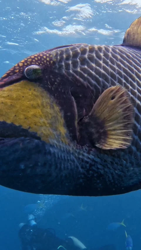 Curious titan triggerfish swimming towards scuba diver Stock Footage 329353036