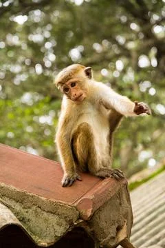 Curious Toque Macaque Monkey Sitting on a Sri Lankan Roof with Green Foliage Stock Photos