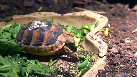 Curious tortoise exploring leafy terrain in natural habitat Stock Footage 305752662