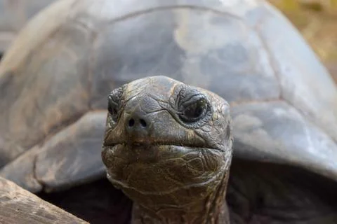 Curious Tortoise Stock Photos