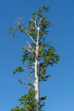 Curious tree in the forest with a blue sky in the background Stock Photos