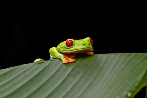 Curious tree frog Stock Photos