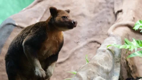Curious tree kangaroo standing upright on two legs while observing its Stock Footage 336413653