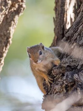 Curious tree squirrel hanging on to bark Stock Photos
