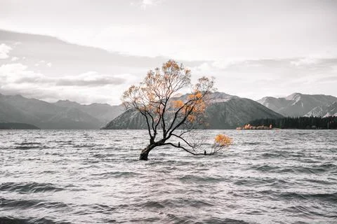 Curious tree with two birds perched on its branches in the middle of the great Stock Photos