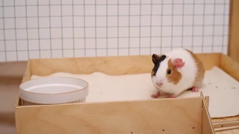 Curious tricolor guinea pig looking at camera Stock Footage 337032812