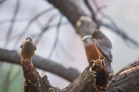 A Curious Trio Stock Photos