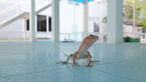 Curious Tropical Lizard Resting at Resort Breezeway in Koh Samui, Thailand Stock Footage 340563623