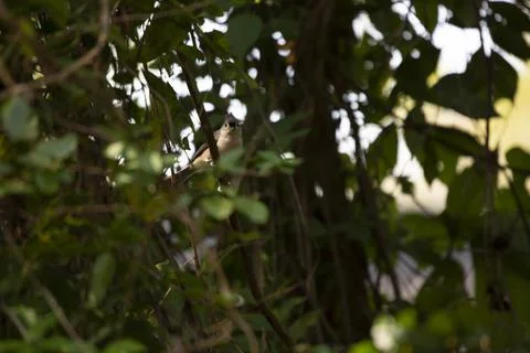 Curious Tufted-Titmouse on a Vine Stock Photos