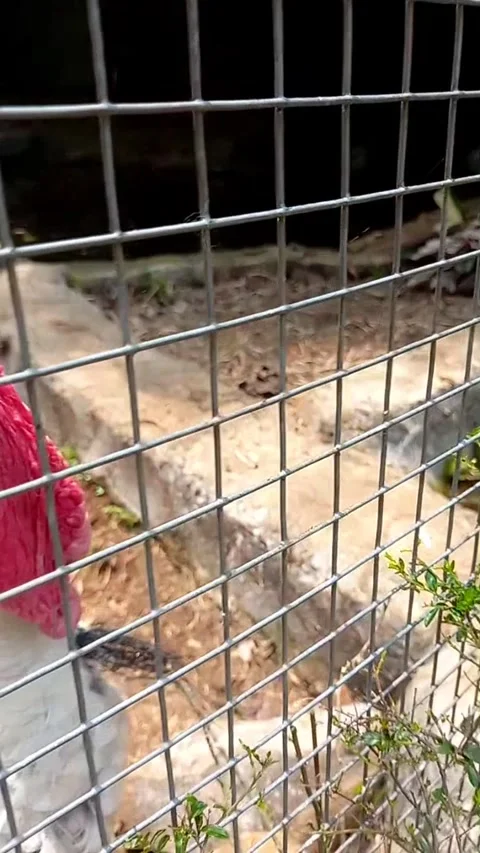 Curious Turkey Repeatedly Shaking Head Inside Cage – Vertical Farm Animal Video Stock Footage 330039772