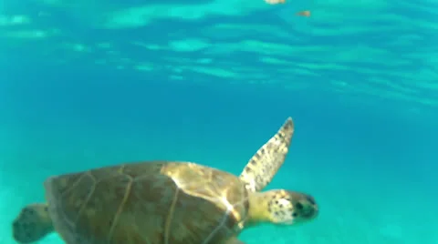 Curious turtle 50% Stock Footage 24299566