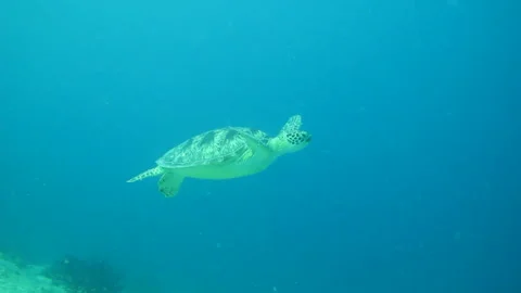 Curious turtle approaches and swims slowly in tropical seas 動画素材 200428189