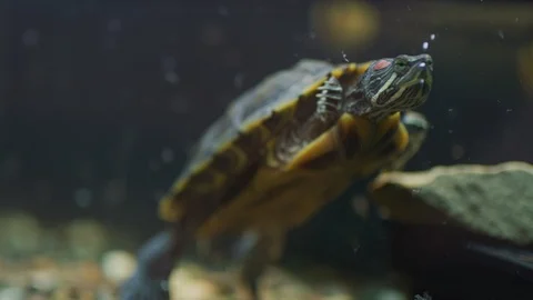 Curious Turtle in Aquarium (60 FPS) Stock Footage 94874461