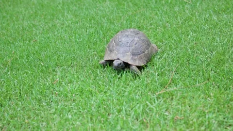 A curious turtle is exploring the lush green grass found in the beautiful Video stock 304730585