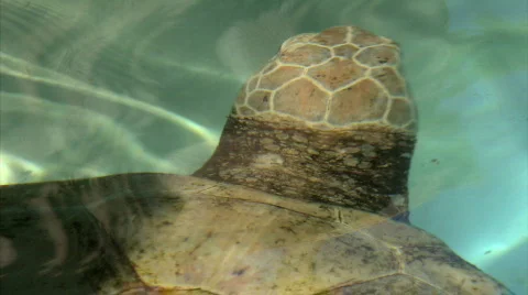 The Curious Turtle Stock Footage