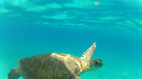 Curious turtle Stock Footage 24324212