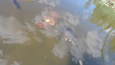 Curious Turtle Stock Footage 159557470