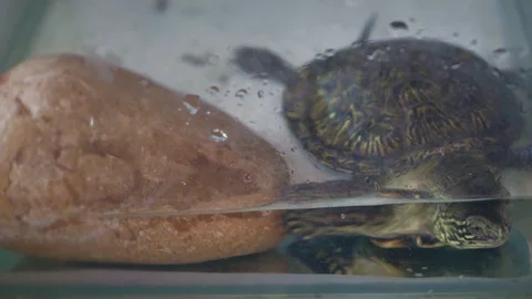 Curious turtle in a glass aquarium Stock Footage 126399360