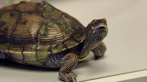 Curious turtle looks around Stock Footage 247900940