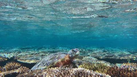 Curious turtle seen on shallow pristine reef in Fiji at low tide, rippling surfa 스톡 동영상 116318009