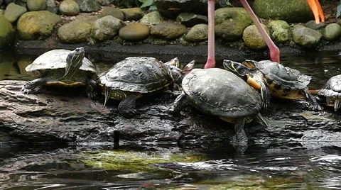 Curious turtles watching 2 flamingos passing by Stock Footage 62813331