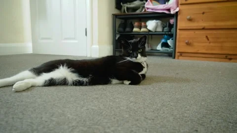 Curious tuxedo cat lying on carpet before approaching camera indoors. Black and Stock Footage 340326561