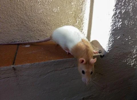 A curious twister rat exploring Stock Photos