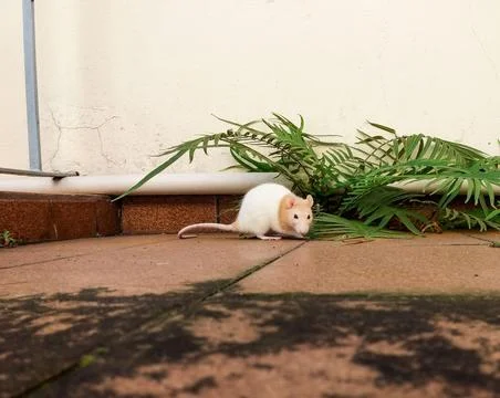 A curious twister rat exploring Stock Photos