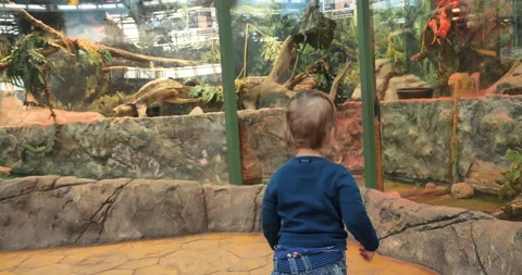 Curious Two-Year-Old Explores Terrariums, Searches for Creatures Stock Footage 240451191