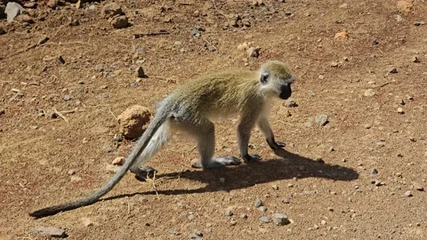 Curious vervet monkey looking and running around Kenyan savannah habitats 스톡 동영상 338048818