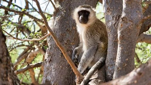 A Curious Vervet Monkey is Sitting in a Tree, Observing its Surroundings with Stock Photos