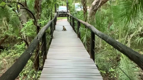 Curious Vervet monkeys on a bridge Stock Footage 232331517