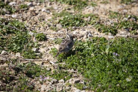 Curious Vesper Sparrow Stock Photos
