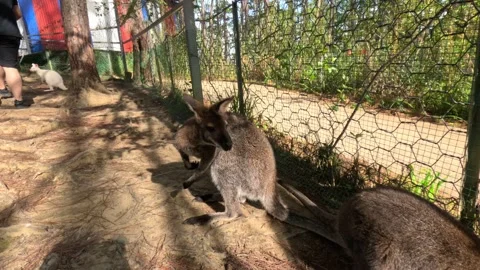 Curious wallaby is looking into camera in a petting zoo. Not afraid of people Stock Footage 239440529