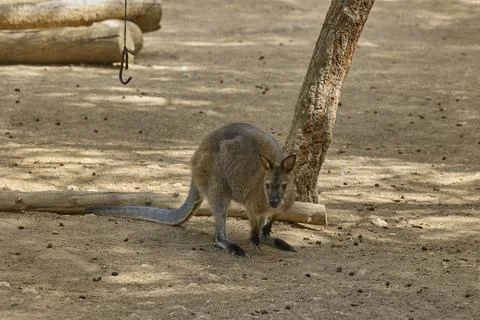 Curious wallaby standing on sandy ground looking forward Stock Photos