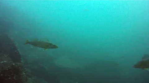 Curious walleye 库存影片 41383587