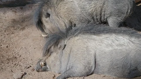 Curious warthog sniffs around while preparing for a nap alongside other warthog. Stock Footage 109471802