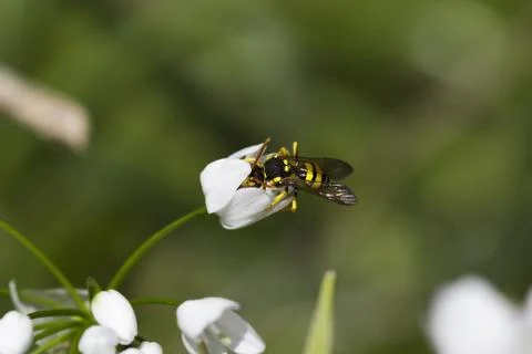 Curious wasp Stock Photos